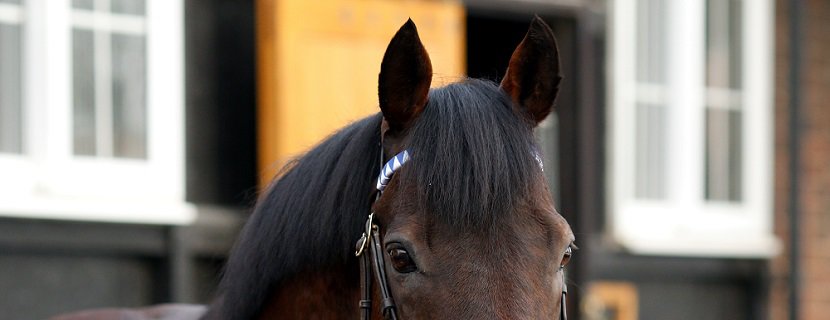 stallion DUBAWI at Dalham Hall Stud, Newmarket 31 Jan 2019 - Pic Steven Cargill / Racingfotos.com