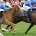 Blue Point and James Doyle just beats Dream Of Dreams in the Commonwealth Cup at Royal Ascot. 22/6/2019 Pic Steve Davies/Racingfotos.com