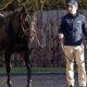 NO NAY NEVER at Coolmore Stud, Ireland 14 Jan 2023, Pic - Steven Cargill / Racingfotos.com