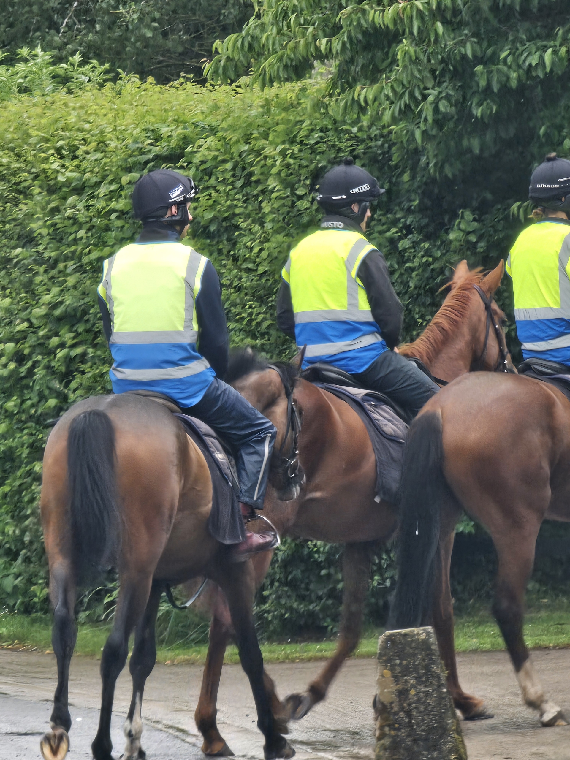 Riders on brown horses wearing neon yellow vests with blue bands, riding along a hedge-lined path.