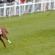 Leading brown horse ridden by a jockey in green silks powers along a grassy turf track, with other horses and jockeys in blue/white behind and spectators along the railing.